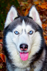 Portrait of Siberian Husky dog in autumn close up