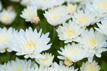 bouquet of white chrysanthemums, selective focus