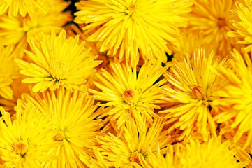 Lots of yellow chrysanthemums, bouquet. Top view