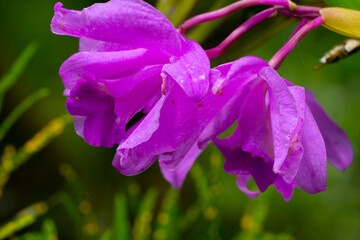 Cattleya es un género de orquídeas presente desde Costa Rica y Panamá hasta Argentina. En el...