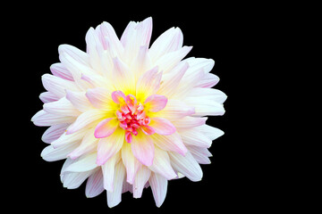 pink dahlia flower close up, isolated on black background