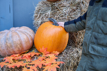 a little boy in a jacket and a hat touches a pumpkin in the hay as a symbol of autumn and halloween