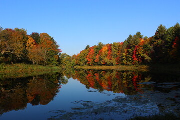 Reflection of tree in full foliage