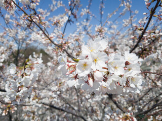 cherry tree blossom