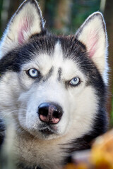 Obraz premium Black and white Siberian husky with blue eyes, close up.