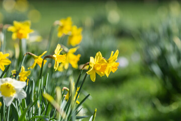 Daffodils growing in a garden in Sussex in early spring, with a shallow depth of field