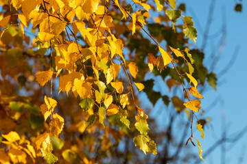 Yellow birch leaves on blue background sky. Autumn