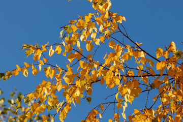 Yellow birch leaves on blue background sky. Autumn