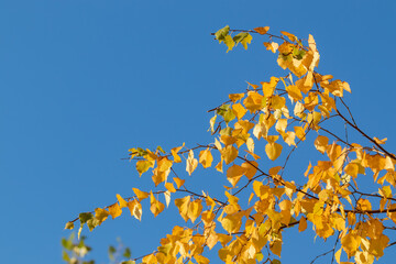 Yellow birch leaves on blue background sky. Autumn