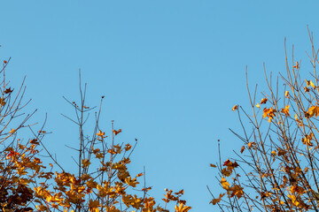 
Yellow maple leaves on blue background
sky. Autumn