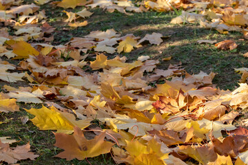 
Yellow leaves on the lawn against the background of green grass