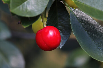 An Evans sour cherry hanging from a branch