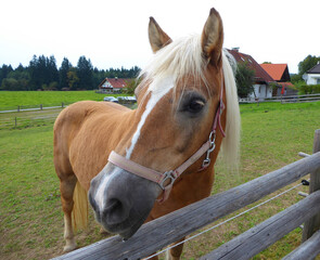 a blond mare looking at the passers-by in Steingaden (Bavaria)	