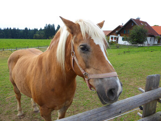 Naklejka na ściany i meble a blond mare looking at the passers-by in Steingaden (Bavaria) 