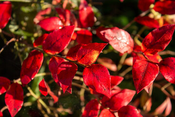 autumn bush with blueberry leaves. vaccinium corymbosum leaves bright burgundy red color in the garden in fall. gardening and nature concept. natural beautiful colors of autumn. banner