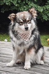 Portrait of a young Finnish Lapphund dog