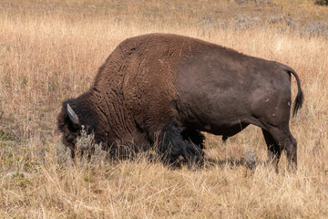 Bull Bison Grazing in Yellowstone National Park