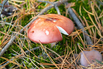 Grzyb © Magical moments