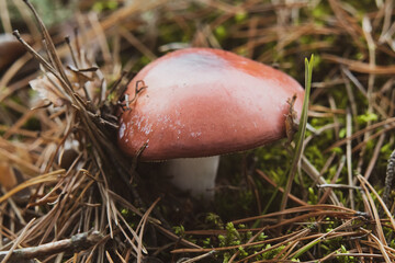 Grzyb © Magical moments