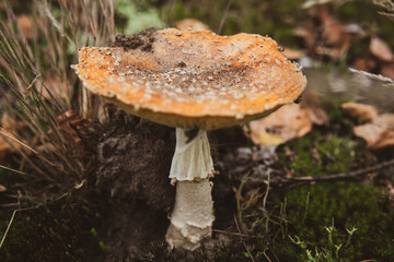 Grzyb © Magical moments