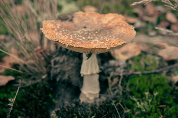 Grzyb © Magical moments