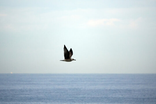 Segull, Bay of Biscay