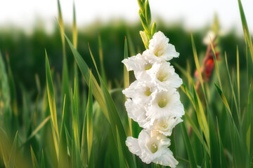 White colored flowers on abstract blurred background