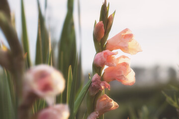 Rose colored flowers on abstract blurred background