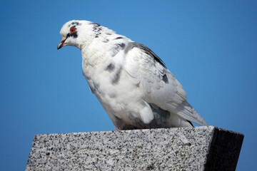 Pigeon