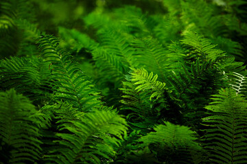 Fern close up, background of fern leaves