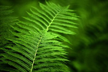 Fern close up, background of fern leaves