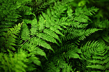 Fototapeta na wymiar Fern close up, background of fern leaves