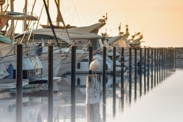 Boat jetty with yachts on a pier in the morning