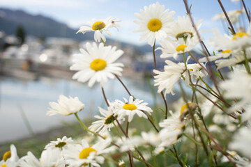 Wild Daisies