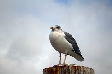 Segull on the pier