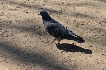 pigeon on the sand