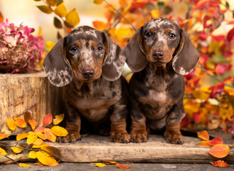 dachshunds puppies on the background of an autumn park