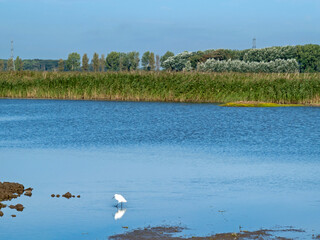 Little egret at Blacktoft Sands, East Yorkshire, England