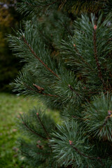 Fototapeta na wymiar Spruce, pine, evergreen trees for background
