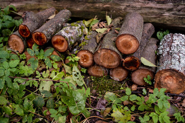 Autumn, harvesting firewood for winter, preparing for winter in rural areas