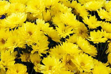 Yellow Chrysanthemum flowers in pot. Chrysanthemum in garden. Autumn flowers