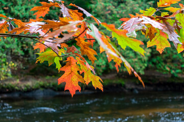 Colorful oak leaves over a stream