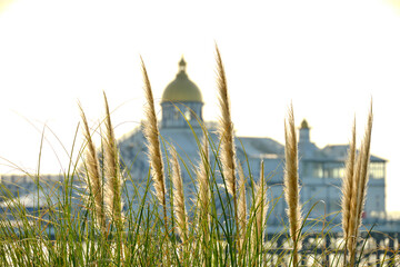 Pampass grass backlit by early morning sun on the beach of the English seaside town. Eastbourne, East Sussex.