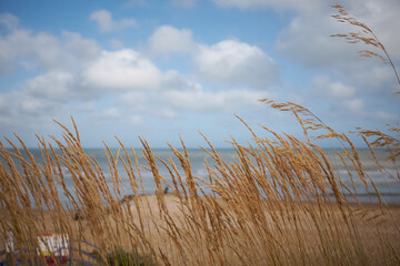 Long golden grass on th eseafront in Eastbourne. Summertime with blue sky and light cloud.