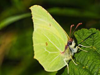 yellow butterfly motyl © adam7d