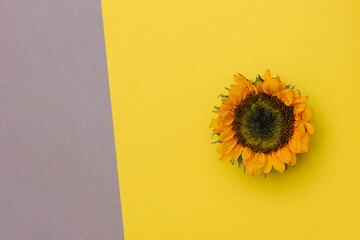 Sunflower on yellow background. Flat lay autumn background.