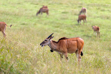 Naklejka na ściany i meble female eland antelope profile view