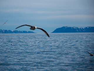 Fototapeta premium photos of mountains, glaciers, icebergs, and sea ice in the Canadian Arctic landscape. 