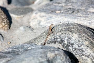 A Common Fence Lizard Climbing on a Rock to Sun and Thermoregulate