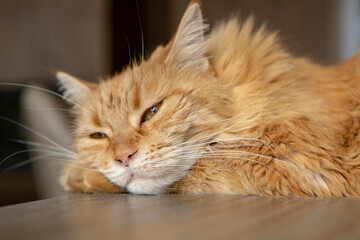 red maine-coon